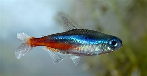 süßwasserzierfisch neonfisch rätsel
